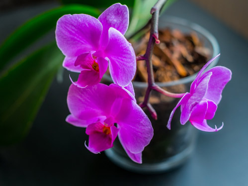 Come rinvasare le Orchidee